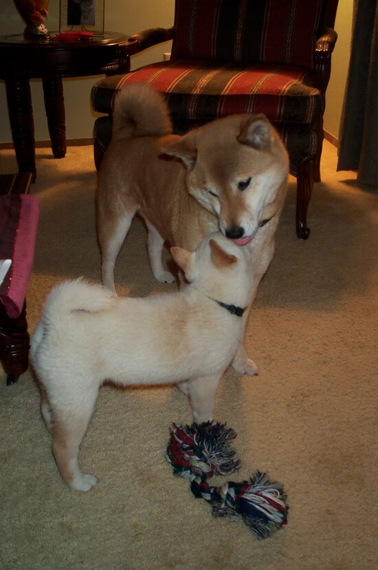 智能体育装备使用满意度及用户行为分析,智能体育设施