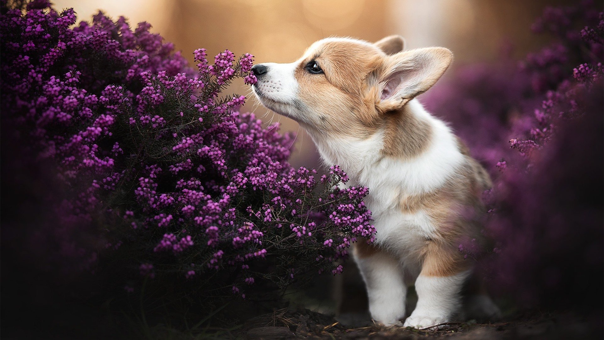 英超球队基于运动表现数据调整赛中体能分配策略,英超球队规则