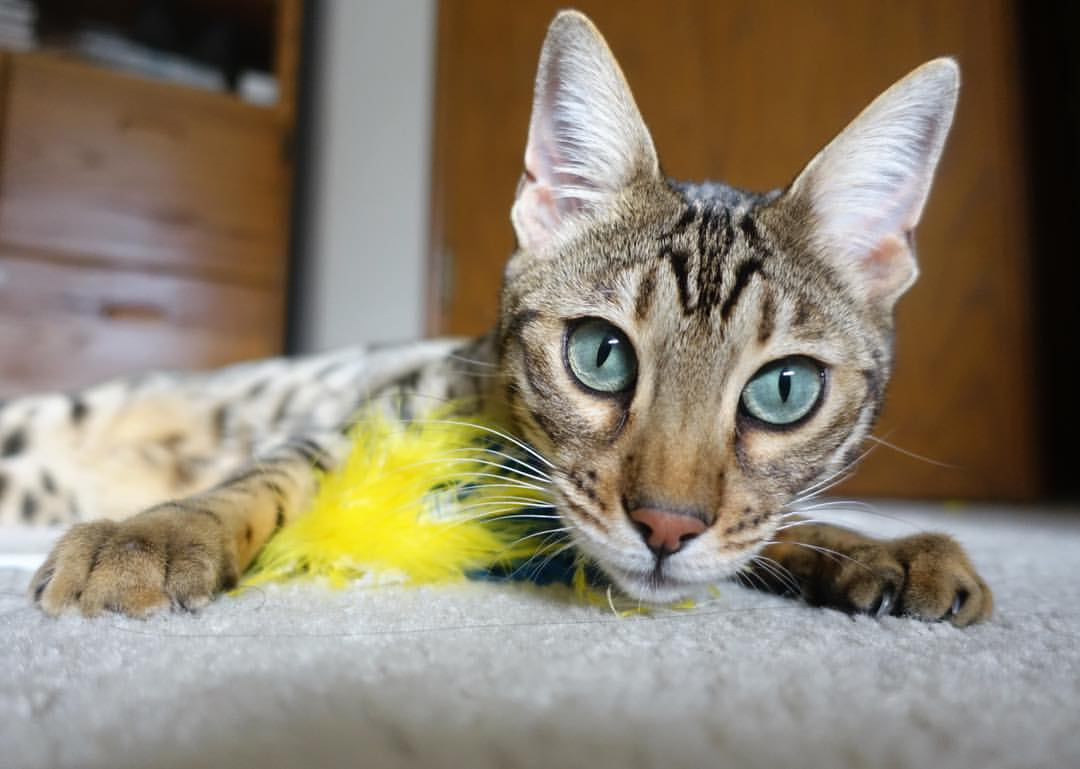 英超球队基于运动表现数据调整赛中体能分配策略,英超球队规则