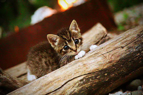 “武汉马拉松:耐力与决心的极限挑战”