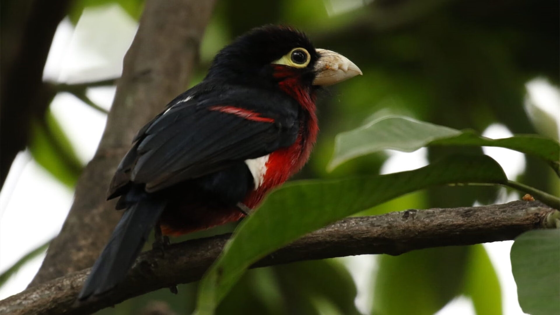 中国男篮加强外线投篮训练 提高得分能力，外线投篮教学