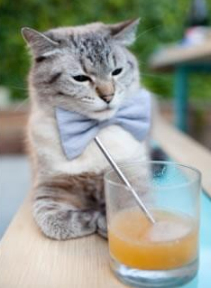 北京鸭引入外援锋线提升终结能力,北京鸭与其他鸭子的区别