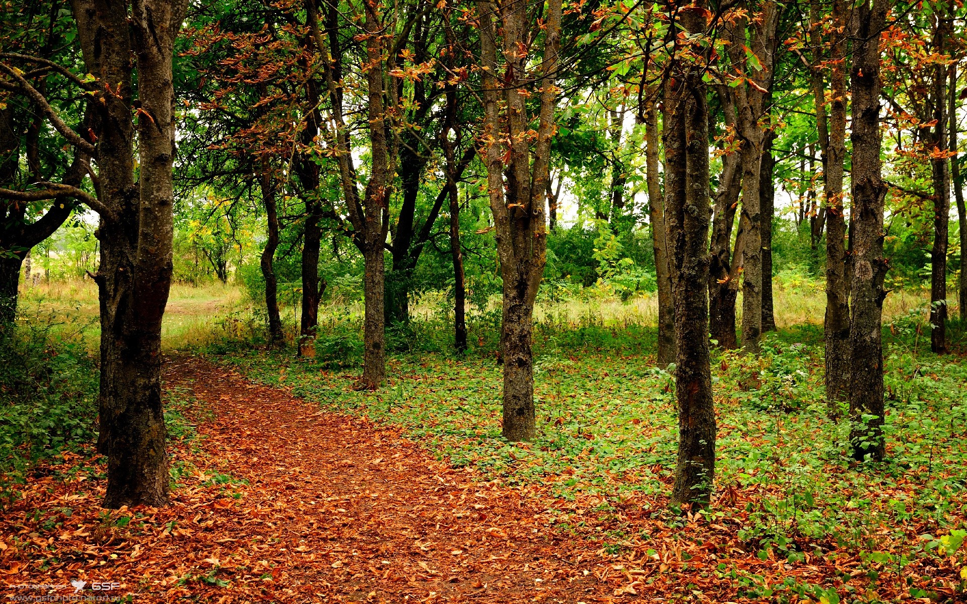 北京鸭引入外援锋线提升终结能力,北京鸭与其他鸭子的区别